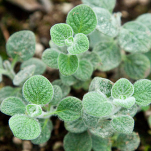 Oregano_DittanyOfCrete