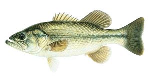 Mediterranean Fish Bass Largemouth