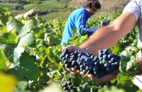 Cretan Vine Harvest