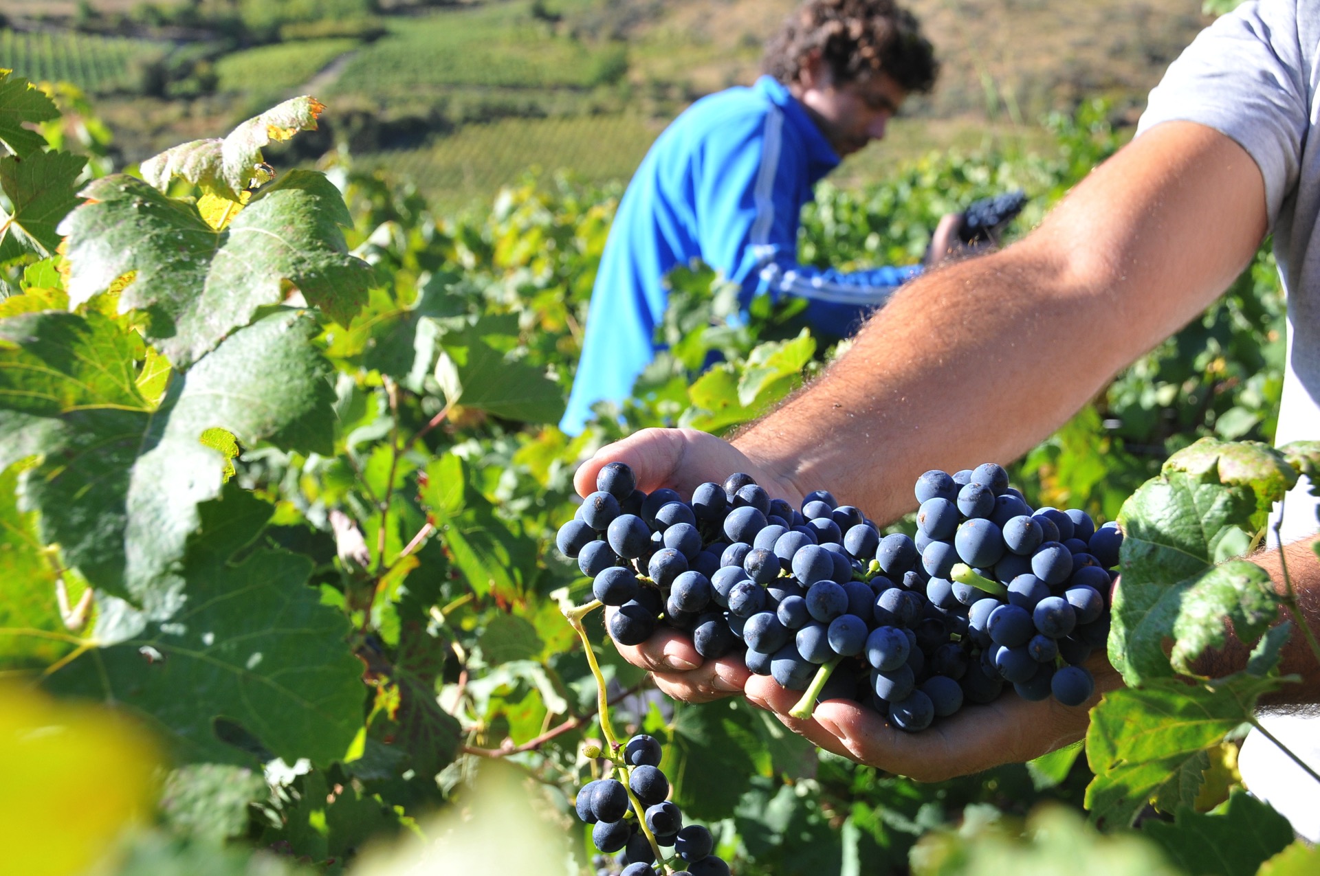 Cretan Vine Harvest