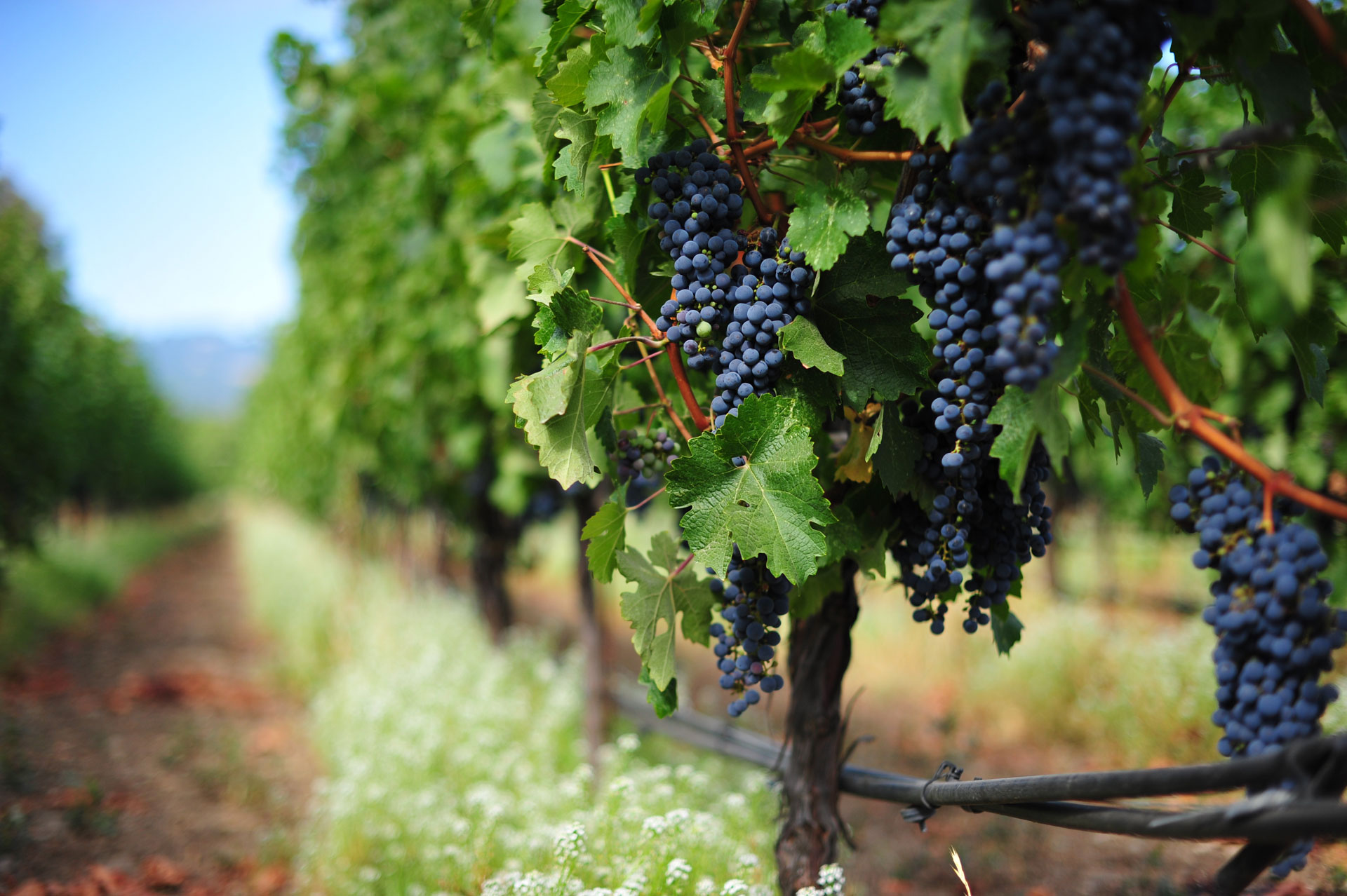 grapes winery crete