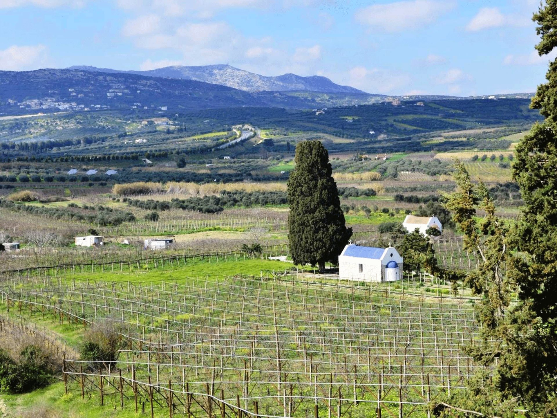 vineyard crete